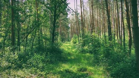 Simbolinis miško vaizdas, atspindintis istorijos sluoksnius