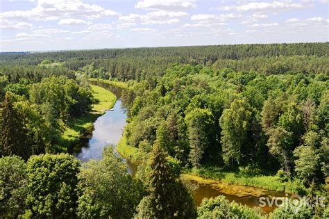 Medžių lajų vaizdas, simbolizuojantis istorijos ir gamtos ryšį