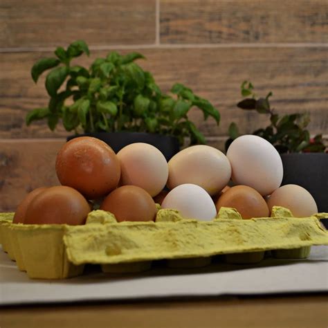 Kalakutų kiaušiniai, palyginimas su vištų kiaušiniais