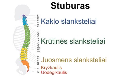 vaikų stuburo anatomija