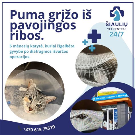 Scheminis diafragmos išvaržos pavaizdavimas