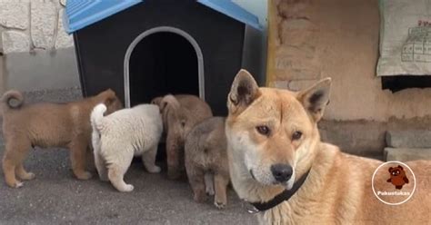 Kalė su savo šuniukais