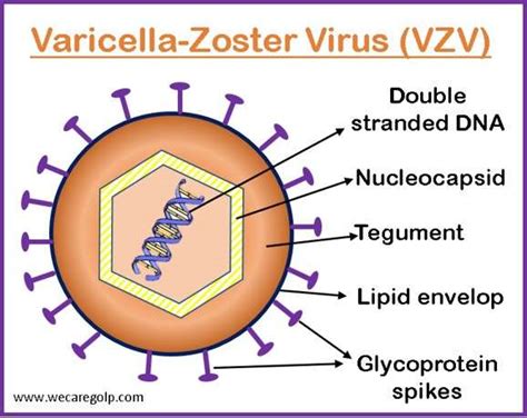 Varicella zoster viruso struktūra