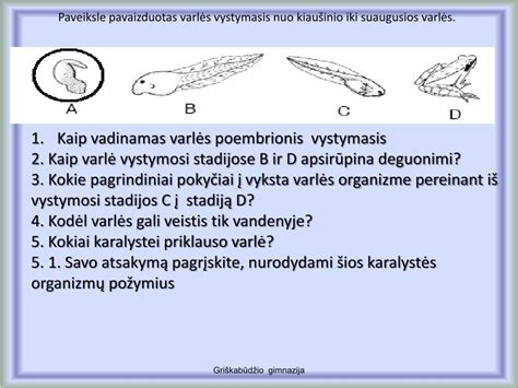 Embriono vystymosi stadijos