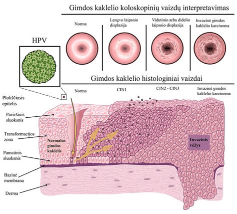 Gimdos kaklelio struktūra ir pokyčiai per ciklą