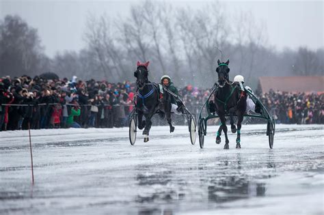Nuotrauka iš Sartų lenktynių, vaizduojanti žirgų startą.