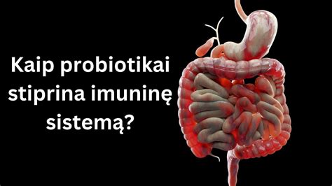 Vaizdinis pateikimas, kaip probiotikai stiprina žarnyno barjerinę funkciją