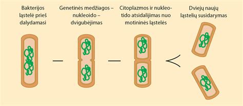 Schema: E. coli bakterijų veikimo mechanizmas ir D-manozės poveikis