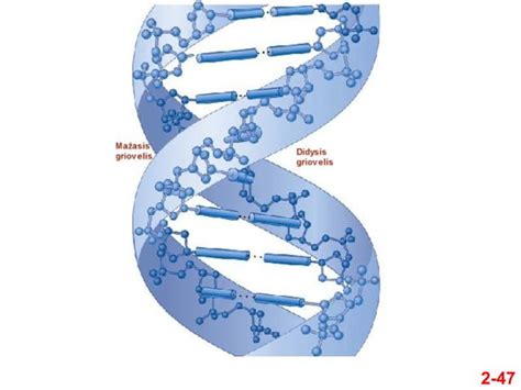 Žmogaus DNR struktūra