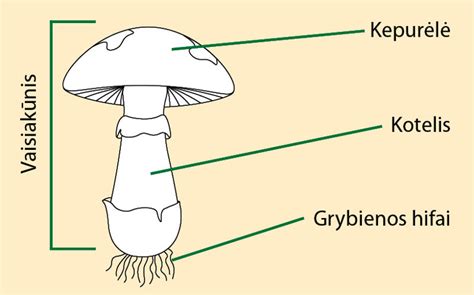 Medžio ir grybo simbiozė