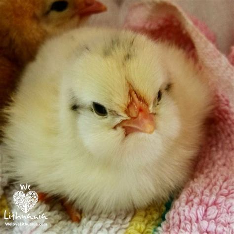 Ką tik išsiritęs viščiukas inkubatoriuje