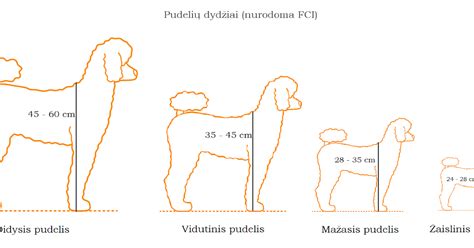 pudelių veislės dydžiai