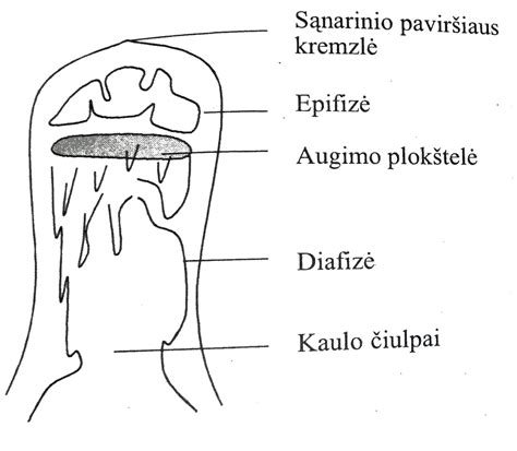 Schematinis vaizdas, kaip augimo hormonas veikia kaulų augimą