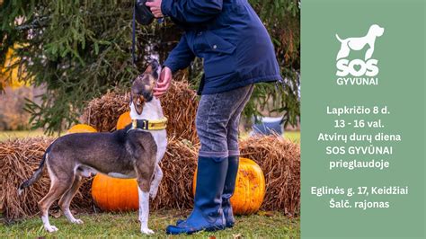 Gyvūnai prieglaudoje