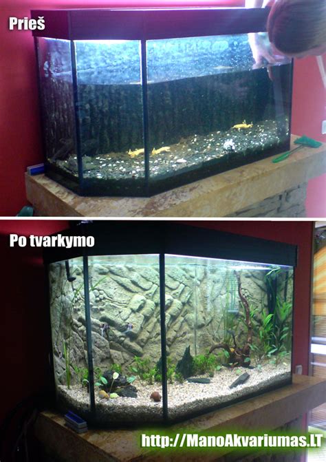 Akvariumo su gupijomis įrengimas