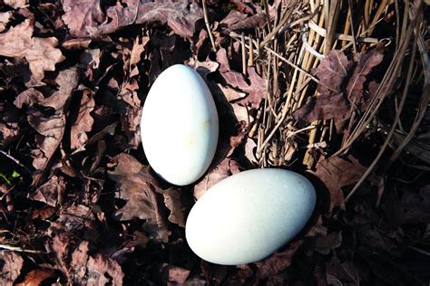 Skirtingų paukščių kiaušiniai