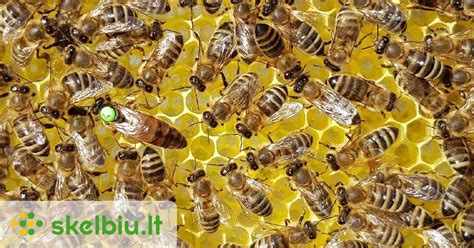 Bičių motinėlės ir tranų palyginimas