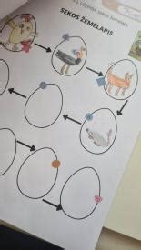 Kiaušinių ženklinimo schematinis paaiškinimas