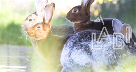 Triušiukų gimdymas ir priežiūra