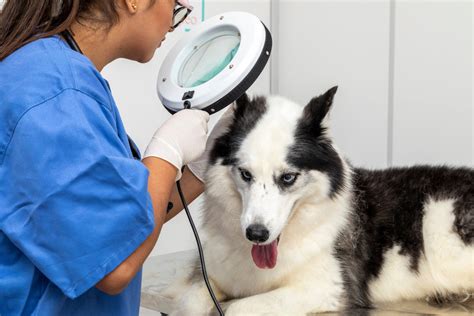 Veterinaras apžiūri kalę