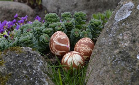 Nuotrauka su skirtingais kiaušinių ženklinimo kodais.
