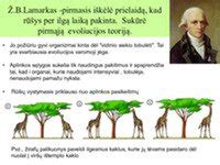 Evoliucijos medis, iliustruojantis paukščių raidą