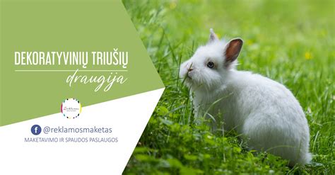 dekoratyvinių triušių lyties atskyrimas