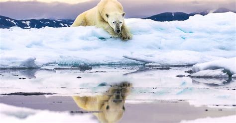 vaikų filmai apie gamtą