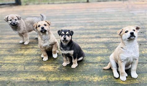 šuniukai prieglaudoje