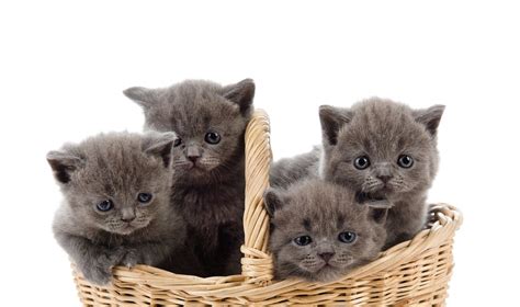 kačiukai su savanore