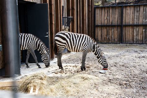 bekartis savaninis zebras