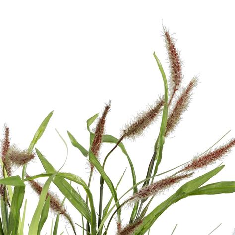 Vaistinės meškauogės augalas