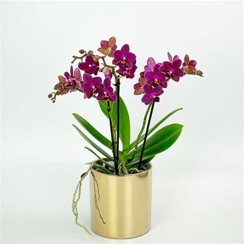 Orchidėja ir bijūnas