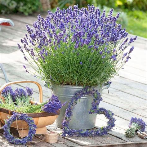 Saulėgrąža ir levanda