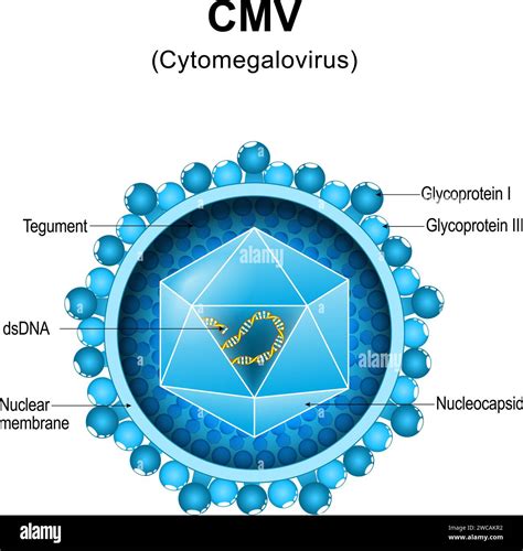 Citomegalo viruso (CMV) perdavimas vaisiui