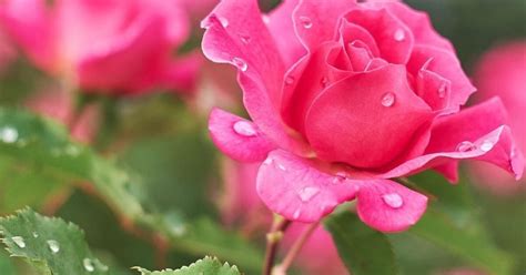 Rožės ir ramunėlės