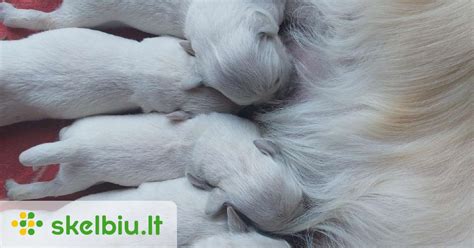 Auksaspalvio retriverio išvaizdos schema