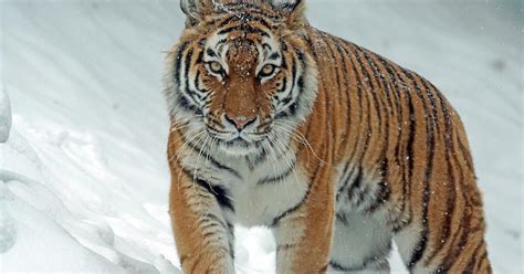 Kinų zodiako ženklas tigras