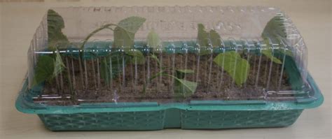 Mėtos dauginimas iš ūglio vandenyje