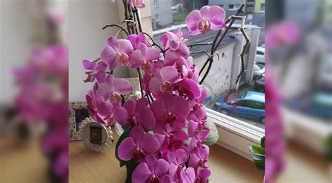 Mėtos ant palangės šalia lango