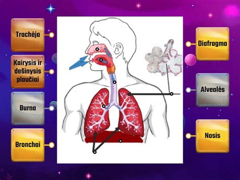 Vaikų kvėpavimo takų sistema