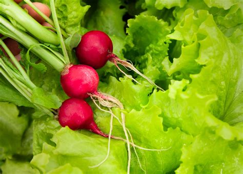 Švieži ridikėliai ir daržovės