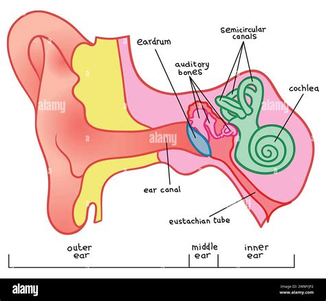 schema of the ear and its parts