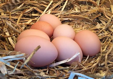 Stručių kiaušinis šalia vištos kiaušinio