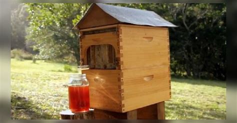 Bičių avilys ir bičių produktai