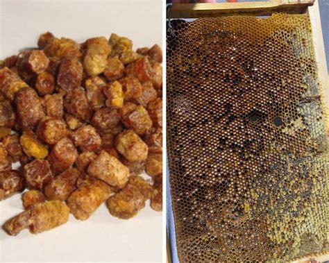 Bičių duonelės sudėtis