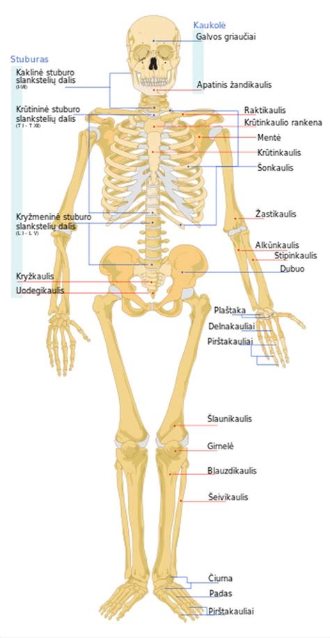 Anatomija žmogaus dubens