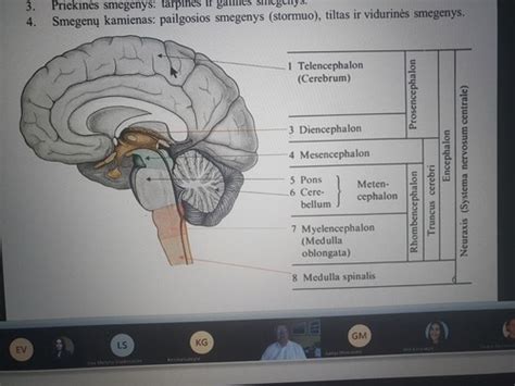 Smegenų struktūra ir neuronų veikla
