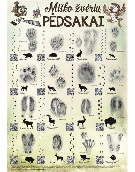 Miško gyvūnų pėdsakai