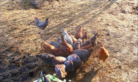 Vištos kieme lesa grūdus